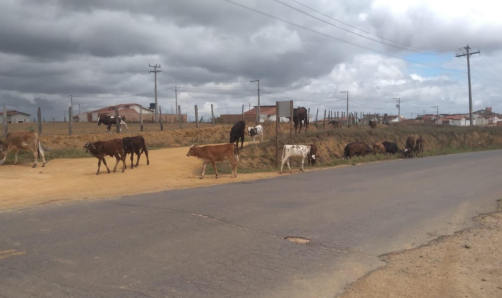 Medeiros: moradores reclamam de vacas soltas no condomínio Villa Bela e cobram providências