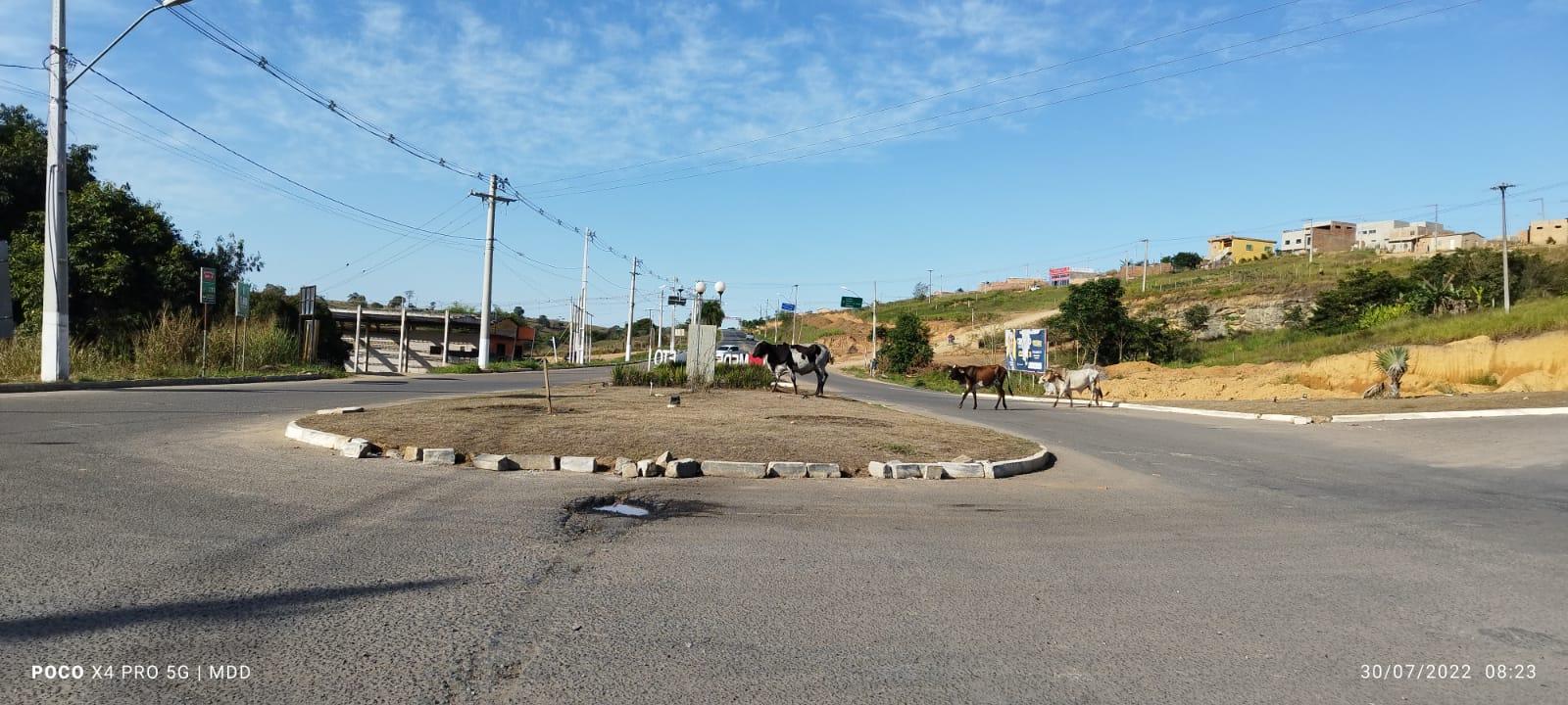 Animais soltos na BA-290 colocam em risco vida de motoristas; advogado explica crimes cometidos